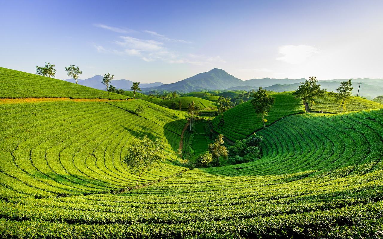 hill, green, nature, mountain, the hill tea, long grain, vietnam, tea, vietnam, tea, tea, tea, tea, tea